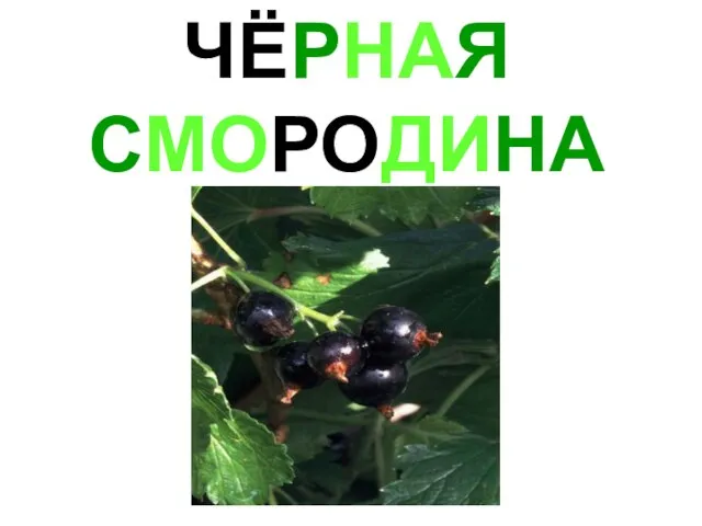 ЧЁРНАЯ СМОРОДИНА