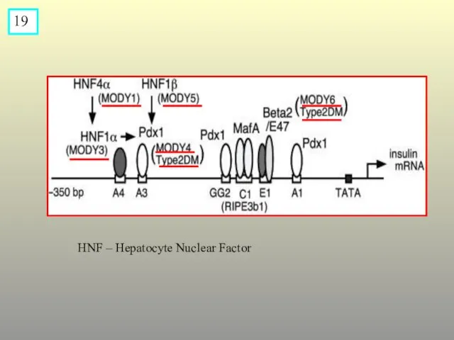 19 HNF – Hepatocyte Nuclear Factor