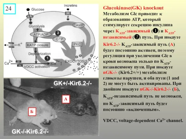 Glucokinase(GK) knockout Метаболизм Glc приводит к образованию ATP, который стимулирует секрецию инсулина