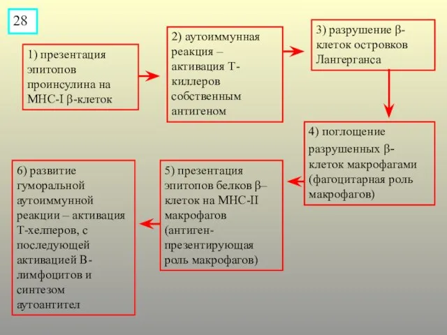 1) презентация эпитопов проинсулина на МНС-I β-клеток 28 2) аутоиммунная реакция –