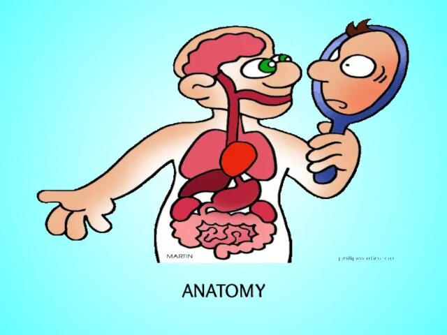 ANATOMY