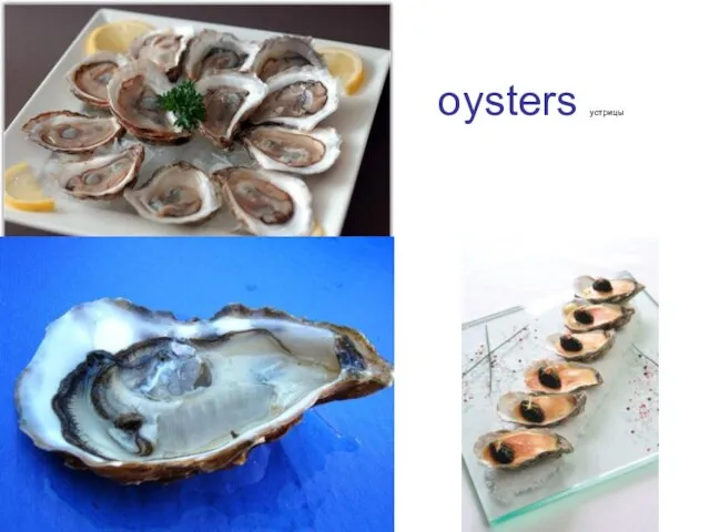 oysters устрицы