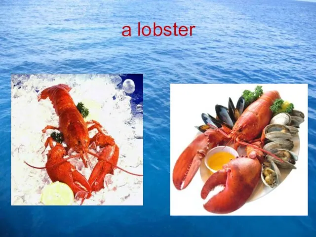 a lobster