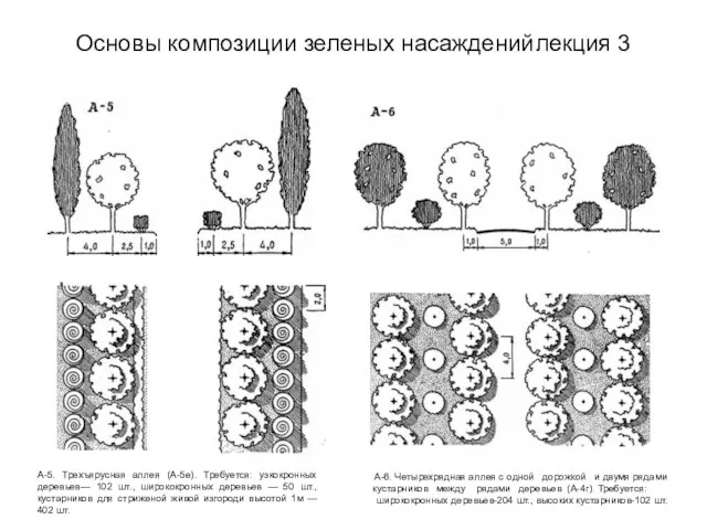 Основы композиции зеленых насаждений лекция 3 А-5. Трехъярусная аллея (А-5е). Требуется: узкокронных