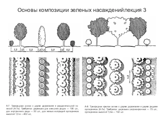 Основы композиции зеленых насаждений лекция 3 А-7. Трехрядная аллея с двумя дорожками