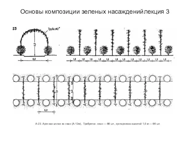 Основы композиции зеленых насаждений лекция 3 А-23. Арочная аллея из лиан (А-12м),