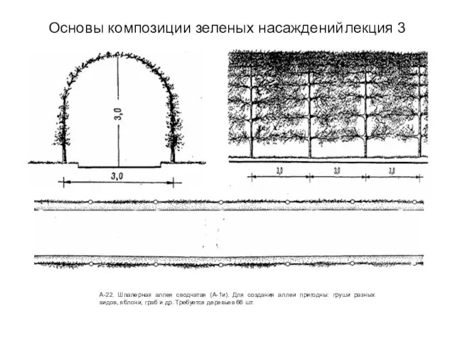 Основы композиции зеленых насаждений лекция 3 А-22. Шпалерная аллея сводчатая (А-1и). Для