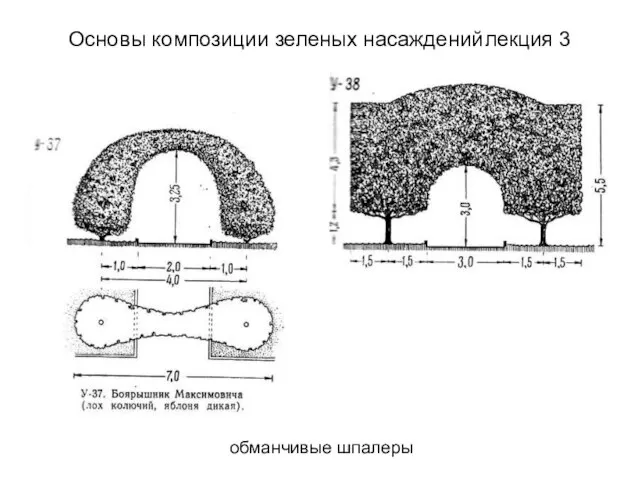 обманчивые шпалеры Основы композиции зеленых насаждений лекция 3