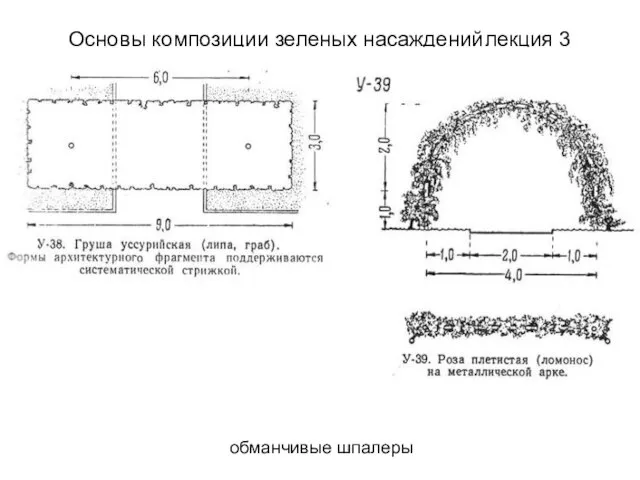 обманчивые шпалеры Основы композиции зеленых насаждений лекция 3