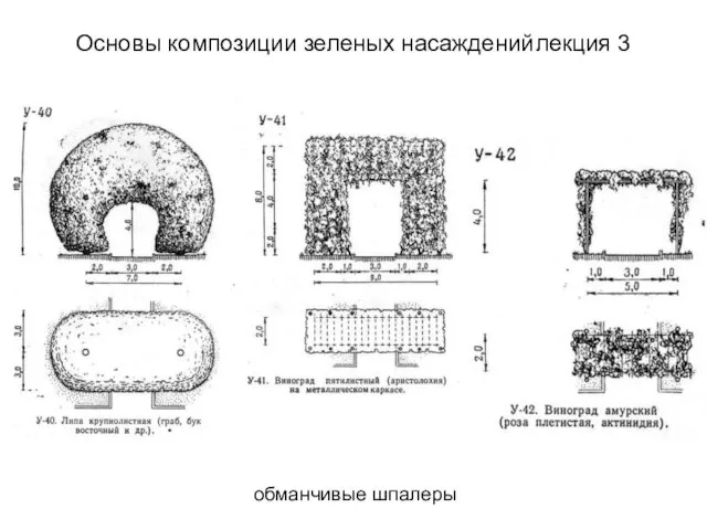 обманчивые шпалеры Основы композиции зеленых насаждений лекция 3