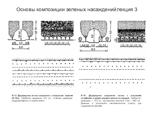 Основы композиции зеленых насаждений лекция 3 А-13. Двухрядная аллея сводчатая с открытым