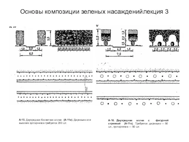 Основы композиции зеленых насаждений лекция 3 А-15. Двухрядная боскетная аллея (А-11и). Деревьев