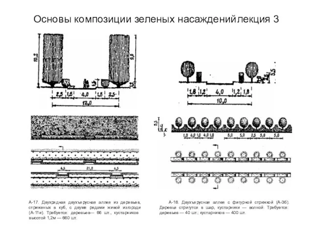 Основы композиции зеленых насаждений лекция 3 А-17. Двухрядная двухъярусная аллея из деревьев,