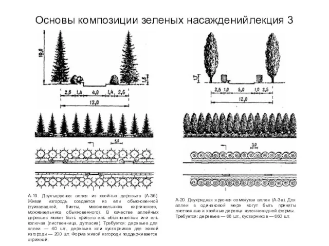 Основы композиции зеленых насаждений лекция 3 А-19. Двухъярусная аллея из хвойных деревьев