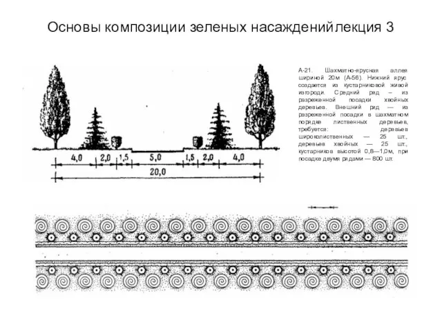 Основы композиции зеленых насаждений лекция 3 А-21. Шахматно-ярусная аллея шириной 20м (А-56).