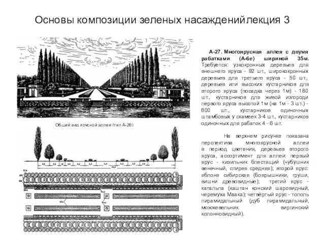 Основы композиции зеленых насаждений лекция 3 Общий вид ярусной аллеи (тип А-26)