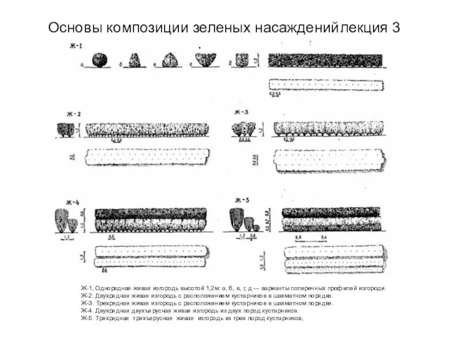 Основы композиции зеленых насаждений лекция 3 Ж-1, Однорядная живая изгородь высотой 1,2м: