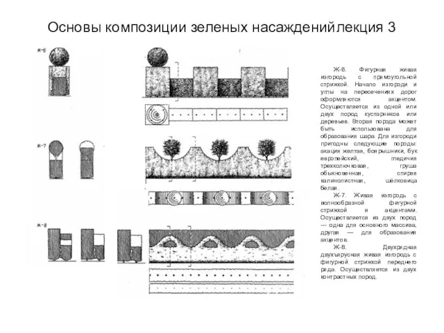 Основы композиции зеленых насаждений лекция 3 Ж-6. Фигурная живая изгородь с прямоугольной