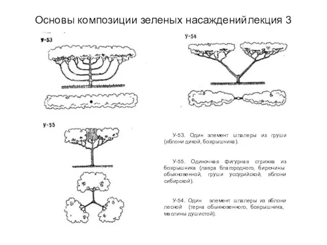 Основы композиции зеленых насаждений лекция 3 У-53. Один элемент шпалеры из груши