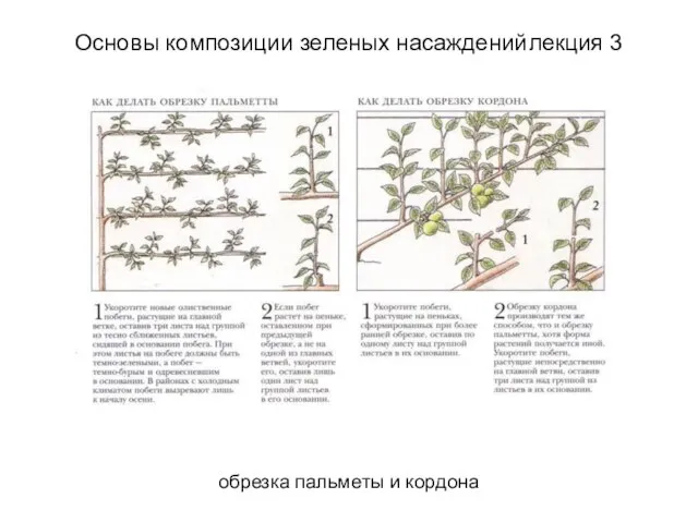 обрезка пальметы и кордона Основы композиции зеленых насаждений лекция 3