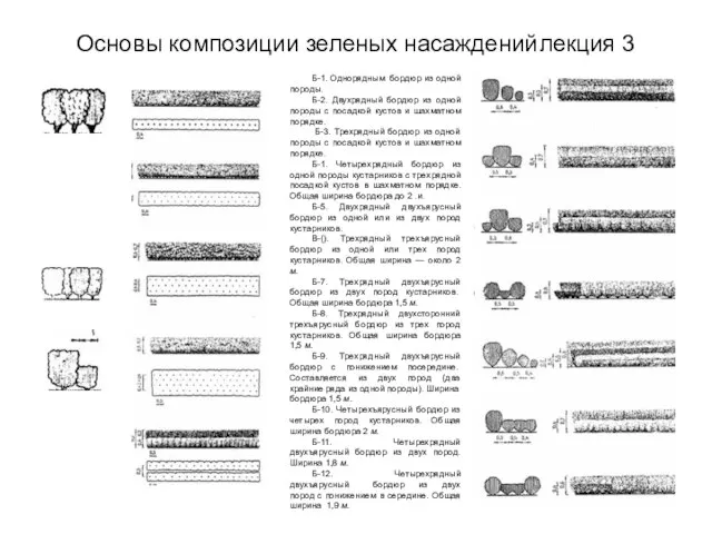 Основы композиции зеленых насаждений лекция 3 Б-1. Однорядным бордюр из одной породы.