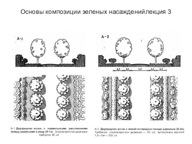 Основы композиции зеленых насаждений лекция 3 А-1. Двухрядная аллея с нормальными расстояниями