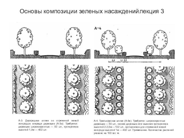 Основы композиции зеленых насаждений лекция 3 А-4. Трехъярусная аллея (А-5е). Требуется: ширококронных