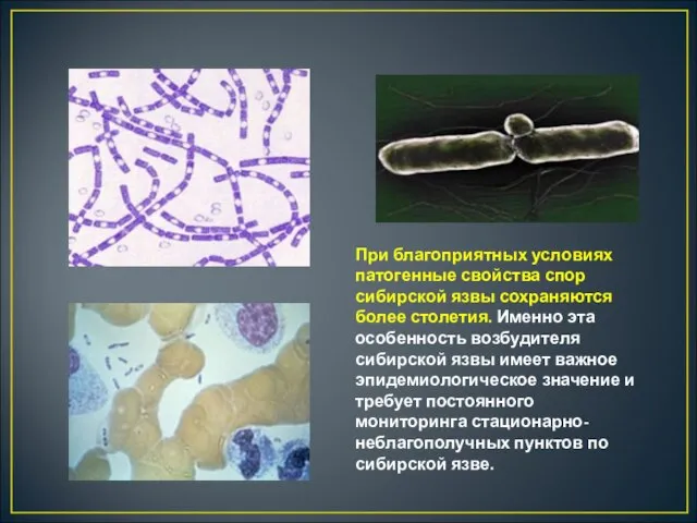 При благоприятных условиях патогенные свойства спор сибирской язвы сохраняются более столетия. Именно