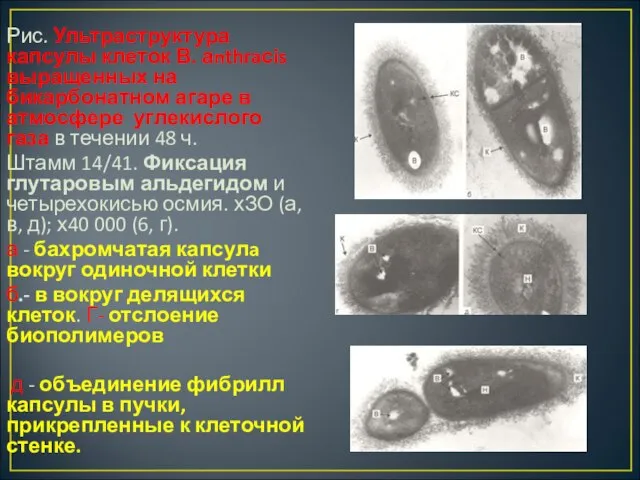 Рис. Ультраструктура капсулы клеток В. аnthraсis выращенных на бикарбонатном агаре в атмосфере