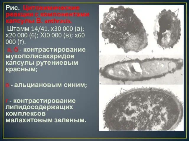 Рис. Цитохимические реакции с компонентами капсулы В. anthracis. Штамм 14/41. х30 000