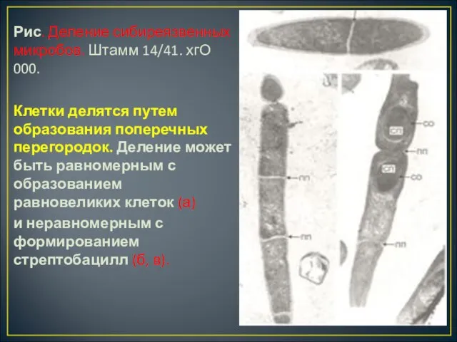 Рис. Деление сибиреязвенных микробов. Штамм 14/41. хгО 000. Клетки делятся путем образования