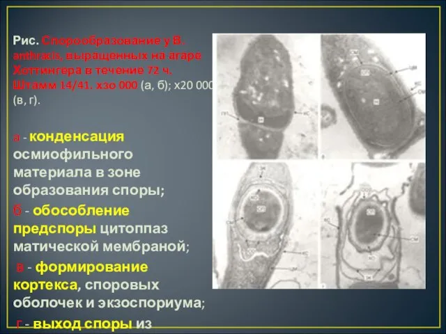 Рис. Спорообразование у В. anthracis, выращенных на агаре Хоттингера в течение 72