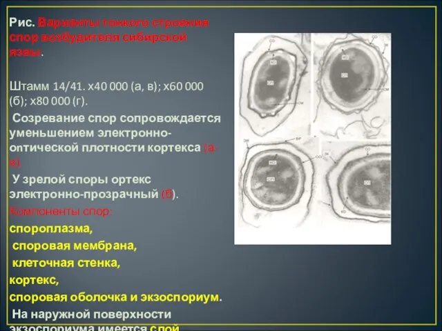 Рис. Варианты тонкого строения спор воз­будителя сибирской язвы. Штамм 14/41. х40 000