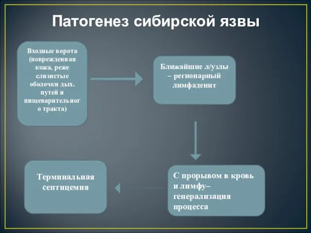 Патогенез сибирской язвы Входные ворота (поврежденная кожа, реже слизистые оболочки дых. путей