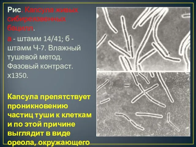 Рис. Капсула живых сибиреязвенных бацилл. а - штамм 14/41; б - штамм