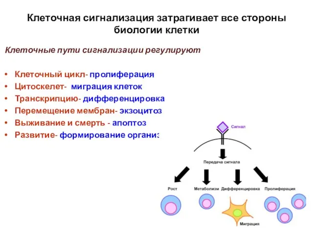 Клеточная сигнализация затрагивает все стороны биологии клетки Клеточные пути сигнализации регулируют Клеточный