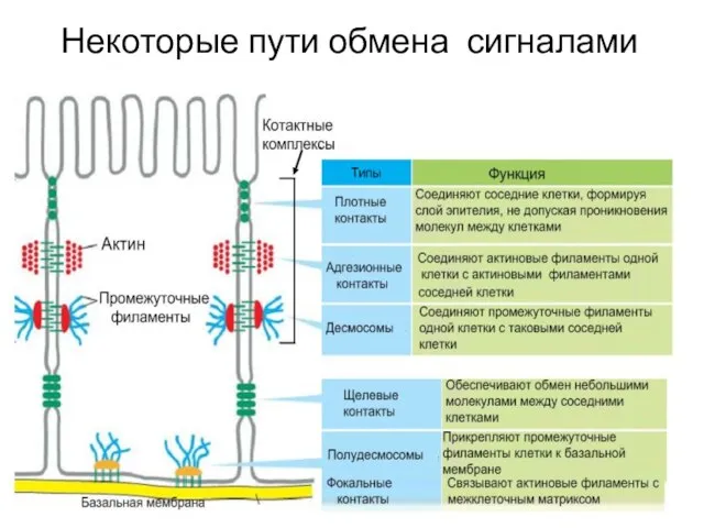 Некоторые пути обмена сигналами