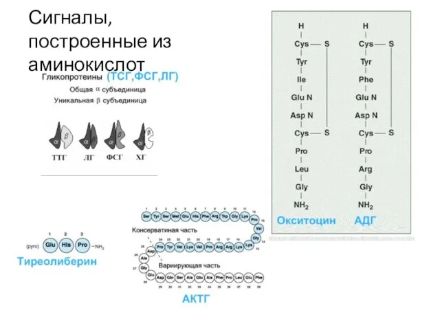 Сигналы, построенные из аминокислот