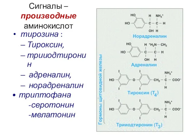 Сигналы –производные аминокислот тирозина : Тироксин, трииодтиронин адреналин, норадреналин триптофана -серотонин -мелатонин