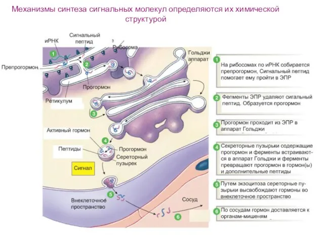 Механизмы синтеза сигнальных молекул определяются их химической структурой