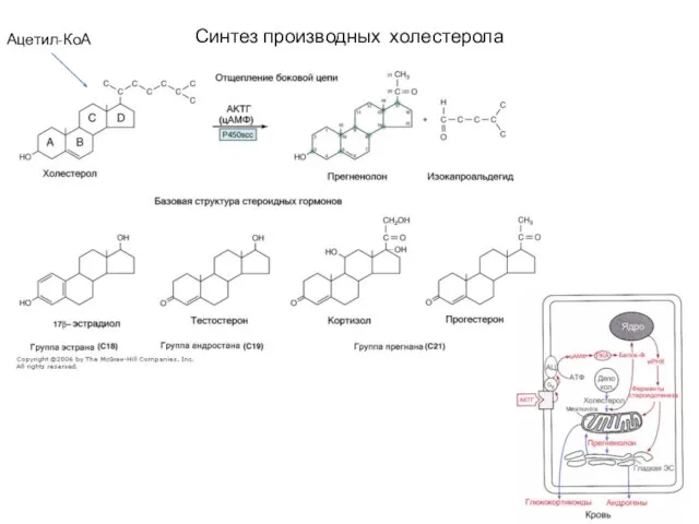 Синтез производных холестерола Ацетил-КоА