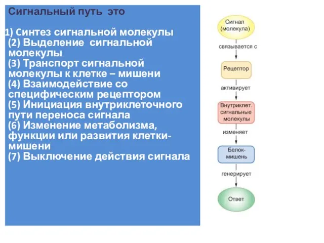 Сигнальный путь это Cинтез сигнальной молекулы (2) Выделение сигнальной молекулы (3) Транспорт