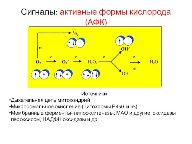 Сигналы: активные формы кислорода (АФК) Источники : Дыхательная цепь митохондрий Микросомальное окисление