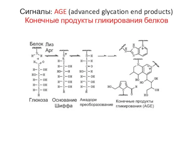 Сигналы: AGE (advanced glycation end products) Конечные продукты гликирования белков