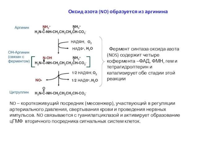 Оксид азота (NO) образуется из аргинина Фермент синтаза оксида азота (NOS) содержит