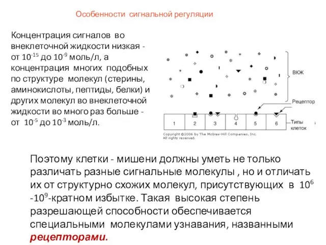 Особенности сигнальной регуляции Концентрация сигналов во внеклеточной жидкости низкая - от 10-15