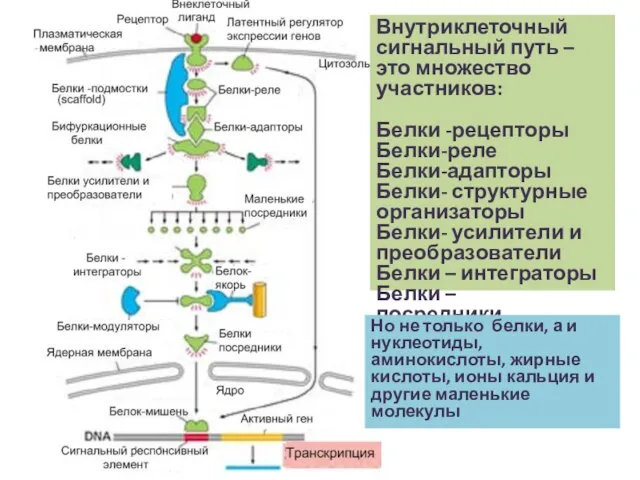 Внутриклеточный сигнальный путь – это множество участников: Белки -рецепторы Белки-реле Белки-адапторы Белки-