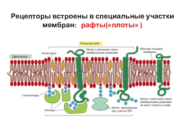 Рецепторы встроены в специальные участки мембран: рафты(«плоты» )