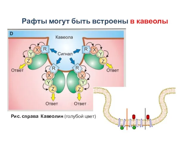 Рис. справа Кавеолин (голубой цвет) Рафты могут быть встроены в кавеолы