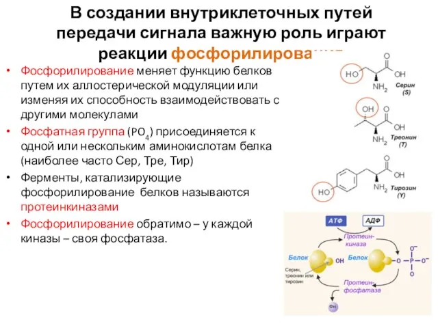 В создании внутриклеточных путей передачи сигнала важную роль играют реакции фосфорилирования Фосфорилирование
